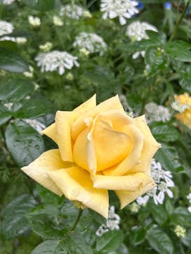 横浜イングリッシュガーデンに投稿された画像（2023/5/14）