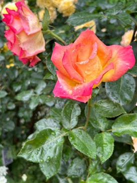 横浜イングリッシュガーデンに投稿された画像（2023/5/14）