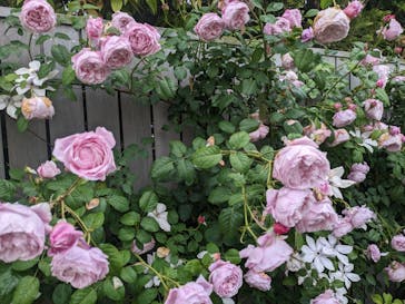 横浜イングリッシュガーデンに投稿された画像（2023/5/14）