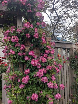 横浜イングリッシュガーデンに投稿された画像（2023/5/14）