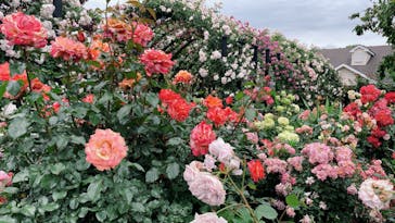 横浜イングリッシュガーデンに投稿された画像（2023/5/14）