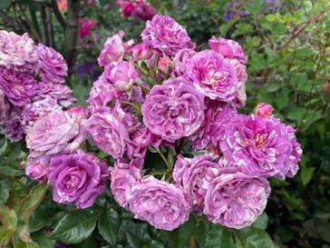 横浜イングリッシュガーデンに投稿された画像（2023/5/14）