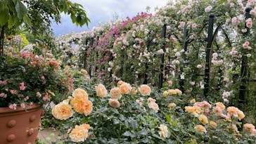 横浜イングリッシュガーデンに投稿された画像（2023/5/14）