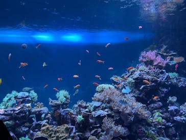 サンシャイン水族館に投稿された画像（2023/5/14）