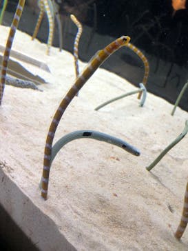 京都水族館に投稿された画像（2023/5/14）