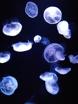 サンシャイン水族館に投稿された画像（2023/5/14）