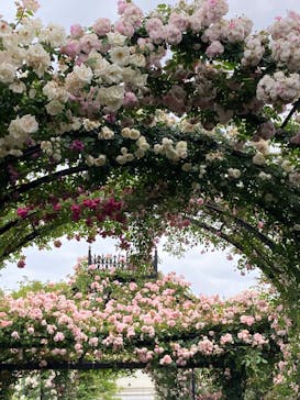 横浜イングリッシュガーデンに投稿された画像（2023/5/14）