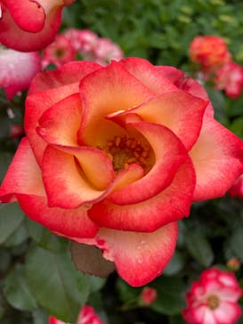 横浜イングリッシュガーデンに投稿された画像（2023/5/14）