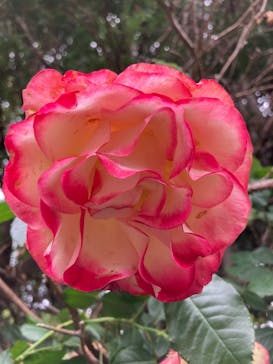 横浜イングリッシュガーデンに投稿された画像（2023/5/14）