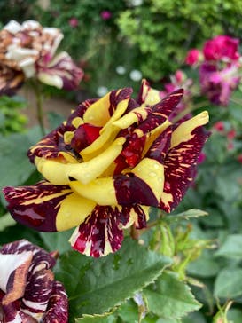 横浜イングリッシュガーデンに投稿された画像（2023/5/14）