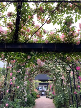 横浜イングリッシュガーデンに投稿された画像（2023/5/14）