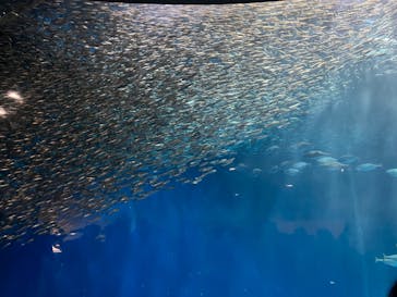 名古屋港水族館に投稿された画像（2023/5/14）