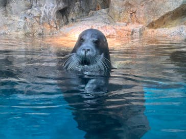 大分マリーンパレス水族館 「うみたまご」に投稿された画像（2023/5/14）
