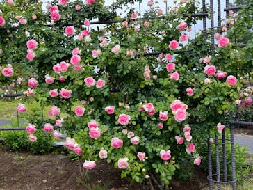 いばらきフラワーパークに投稿された画像（2023/5/14）