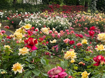 いばらきフラワーパークに投稿された画像（2023/5/14）