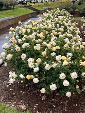 いばらきフラワーパークに投稿された画像（2023/5/14）