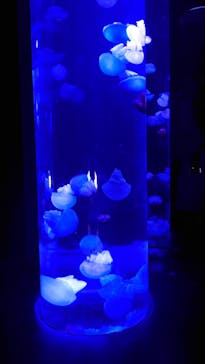 サンシャイン水族館に投稿された画像（2023/5/14）