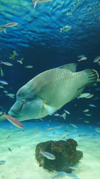 サンシャイン水族館に投稿された画像（2023/5/14）