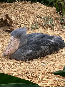 神戸どうぶつ王国に投稿された画像（2023/5/14）