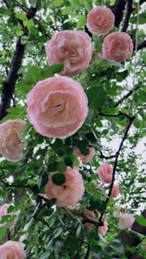 横浜イングリッシュガーデンに投稿された画像（2023/5/14）