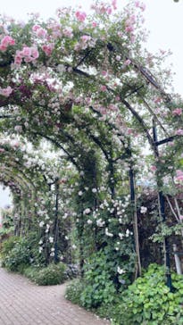 横浜イングリッシュガーデンに投稿された画像（2023/5/14）