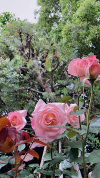 横浜イングリッシュガーデンに投稿された画像（2023/5/14）