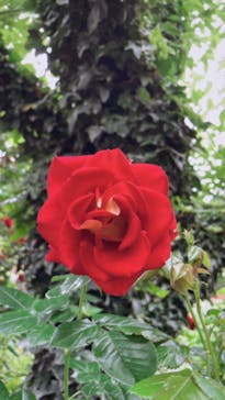 横浜イングリッシュガーデンに投稿された画像（2023/5/14）