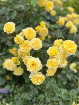 京成バラ園に投稿された画像（2023/5/14）