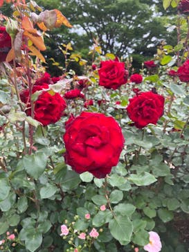 京成バラ園に投稿された画像（2023/5/14）