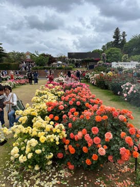 京成バラ園に投稿された画像（2023/5/14）