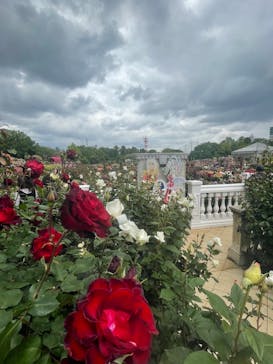 京成バラ園に投稿された画像（2023/5/14）