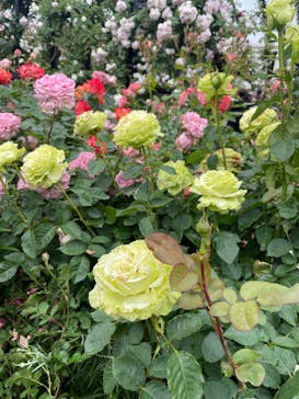 横浜イングリッシュガーデンに投稿された画像（2023/5/14）