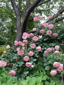 横浜イングリッシュガーデンに投稿された画像（2023/5/14）