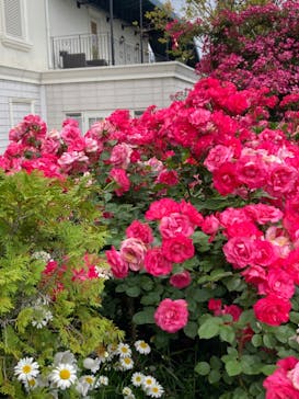 横浜イングリッシュガーデンに投稿された画像（2023/5/14）