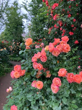 横浜イングリッシュガーデンに投稿された画像（2023/5/14）