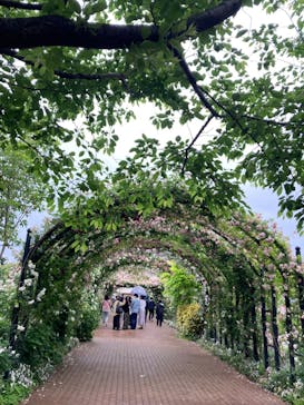 横浜イングリッシュガーデンに投稿された画像（2023/5/14）