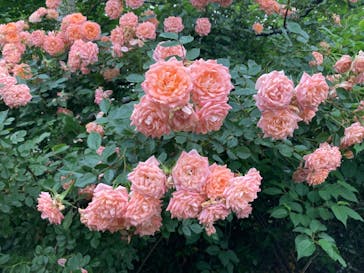 横浜イングリッシュガーデンに投稿された画像（2023/5/14）