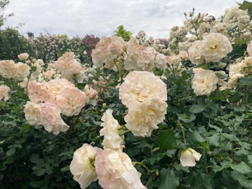 横浜イングリッシュガーデンに投稿された画像（2023/5/14）