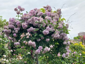 横浜イングリッシュガーデンに投稿された画像（2023/5/14）