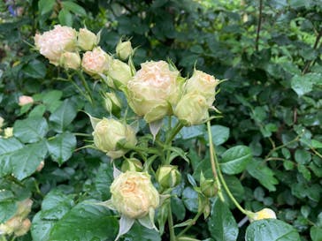 横浜イングリッシュガーデンに投稿された画像（2023/5/14）