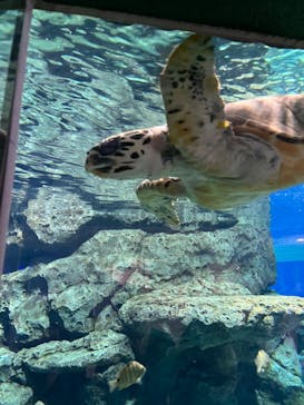 名古屋港水族館に投稿された画像（2023/5/14）