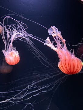 サンシャイン水族館に投稿された画像（2023/5/14）