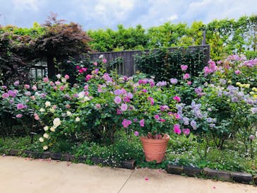 横浜イングリッシュガーデンに投稿された画像（2023/5/14）