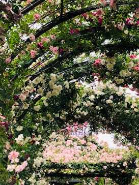 横浜イングリッシュガーデンに投稿された画像（2023/5/14）