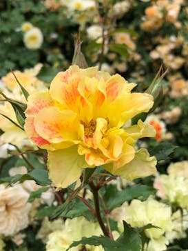 横浜イングリッシュガーデンに投稿された画像（2023/5/14）