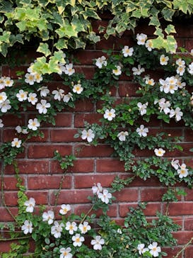 横浜イングリッシュガーデンに投稿された画像（2023/5/14）