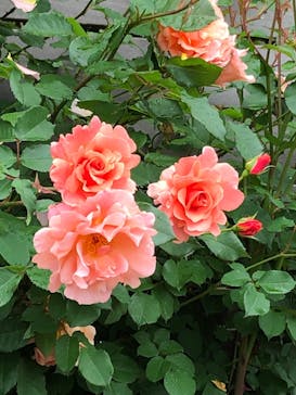 横浜イングリッシュガーデンに投稿された画像（2023/5/14）