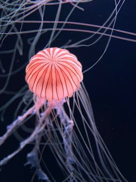 サンシャイン水族館に投稿された画像（2023/5/14）