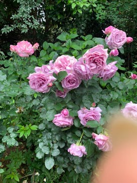 横浜イングリッシュガーデンに投稿された画像（2023/5/14）