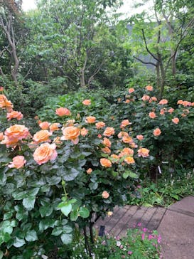 横浜イングリッシュガーデンに投稿された画像（2023/5/14）